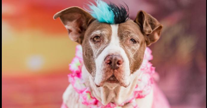 Macarena, Adoptable, Young Female Pit Bull Terrier.