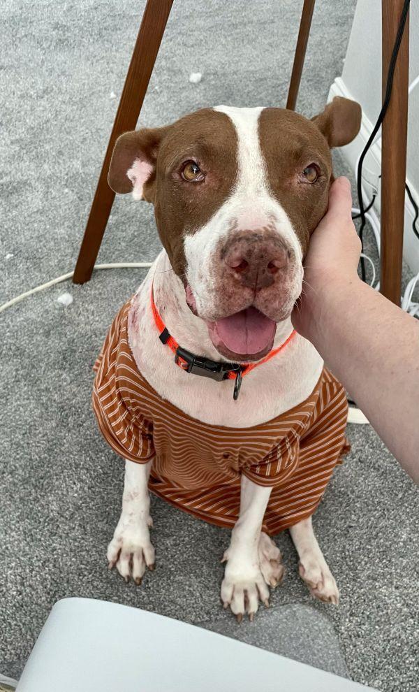 Macarena, Adoptable, Young Female Pit Bull Terrier.