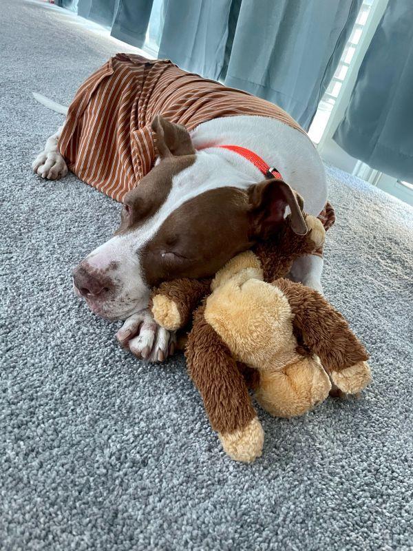 Enlarge Macarena, a Adoptable Pit Bull Terrier in St. Petersburg, FL image 2/6