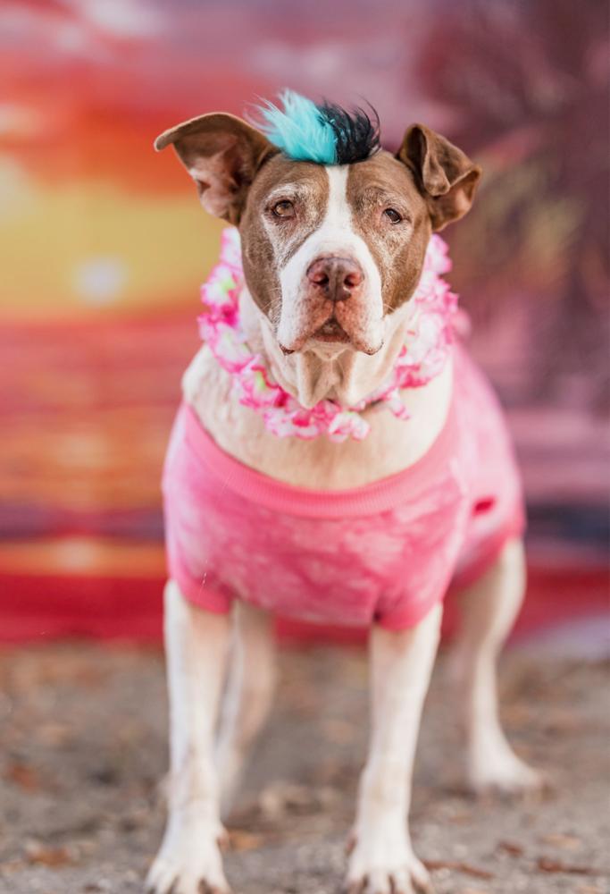 Macarena, a Adoptable Pit Bull Terrier in St. Petersburg, FL image 2/6