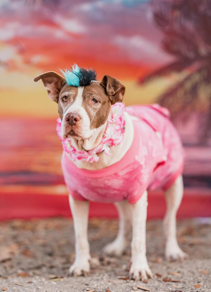 Macarena, a Adoptable Pit Bull Terrier in St. Petersburg, FL image 3/6