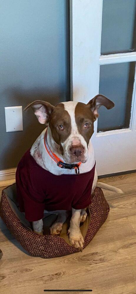 Enlarge Macarena, a Adoptable Pit Bull Terrier in St. Petersburg, FL image 3/6