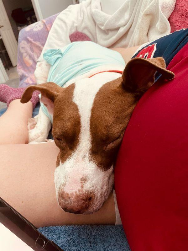 Enlarge Macarena, a Adoptable Pit Bull Terrier in St. Petersburg, FL image 4/6