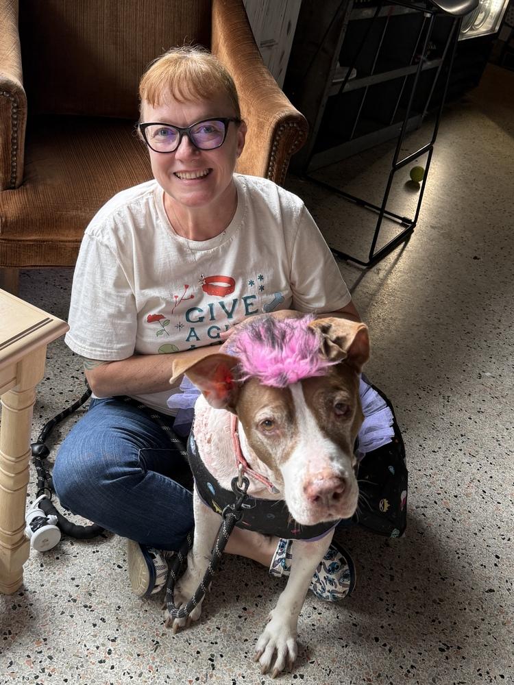 Enlarge Macarena, a Adoptable Pit Bull Terrier in St. Petersburg, FL image 4/6