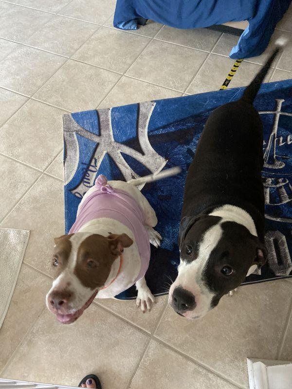 Enlarge Macarena, a Adoptable Pit Bull Terrier in St. Petersburg, FL image 5/6