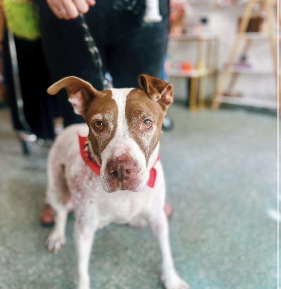 Enlarge Macarena, a Adoptable Pit Bull Terrier in St. Petersburg, FL image 6/6