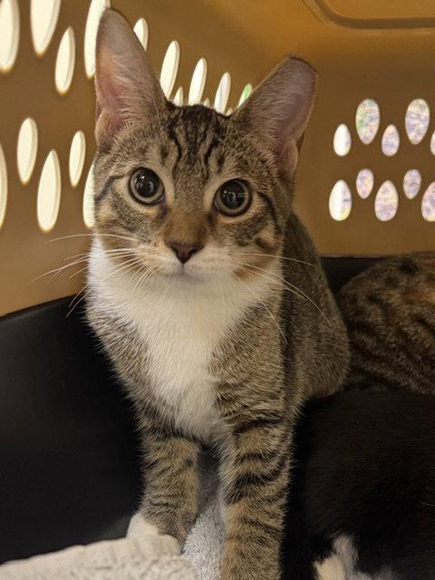 Leo, Adoptable, Kitten Male Domestic Short Hair.