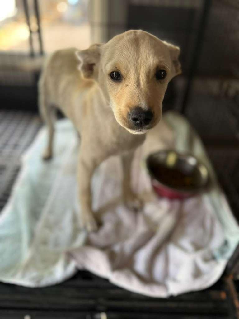 Bolt, adopted, Puppy Male Mixed Breed.