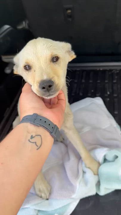 Enlarge Bolt, an adopted Mixed Breed in Tampa, FL video 2/4