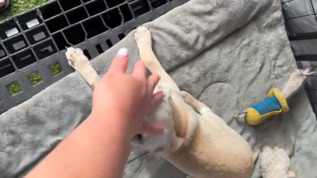 Enlarge Bolt, an adopted Mixed Breed in Tampa, FL video 4/4
