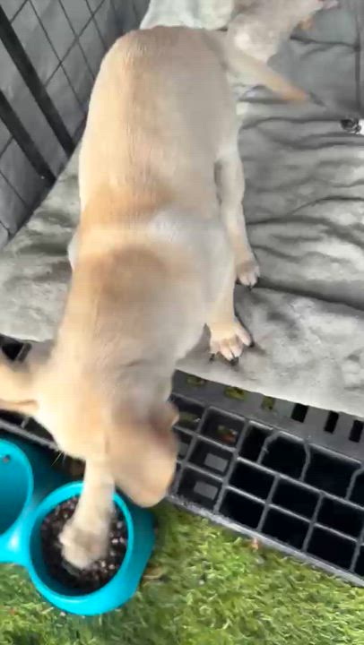 Enlarge Bolt, an adopted Mixed Breed in Tampa, FL video 3/4