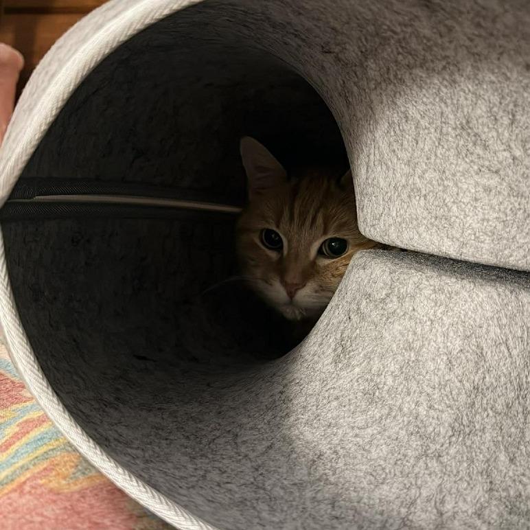 Enlarge Ollie ARC2026-094, a Adoptable Domestic Short Hair in Akron, NY image 1/2