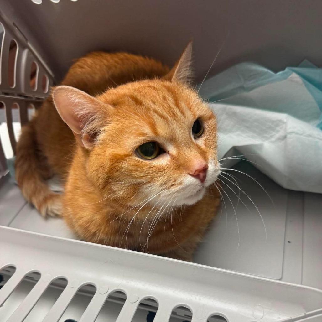 Enlarge Ollie ARC2026-094, a Adoptable Domestic Short Hair in Akron, NY image 2/2