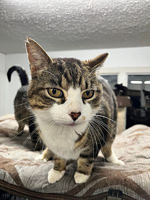 Titan, Adoptable, Senior Male Domestic Short Hair.