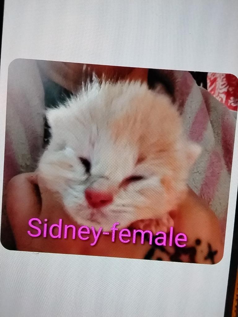 Enlarge Sidney, a Adoptable mixed breed in Ada, OK image 2/2