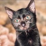 Havanna, Adopted, Young Female Domestic Short Hair.