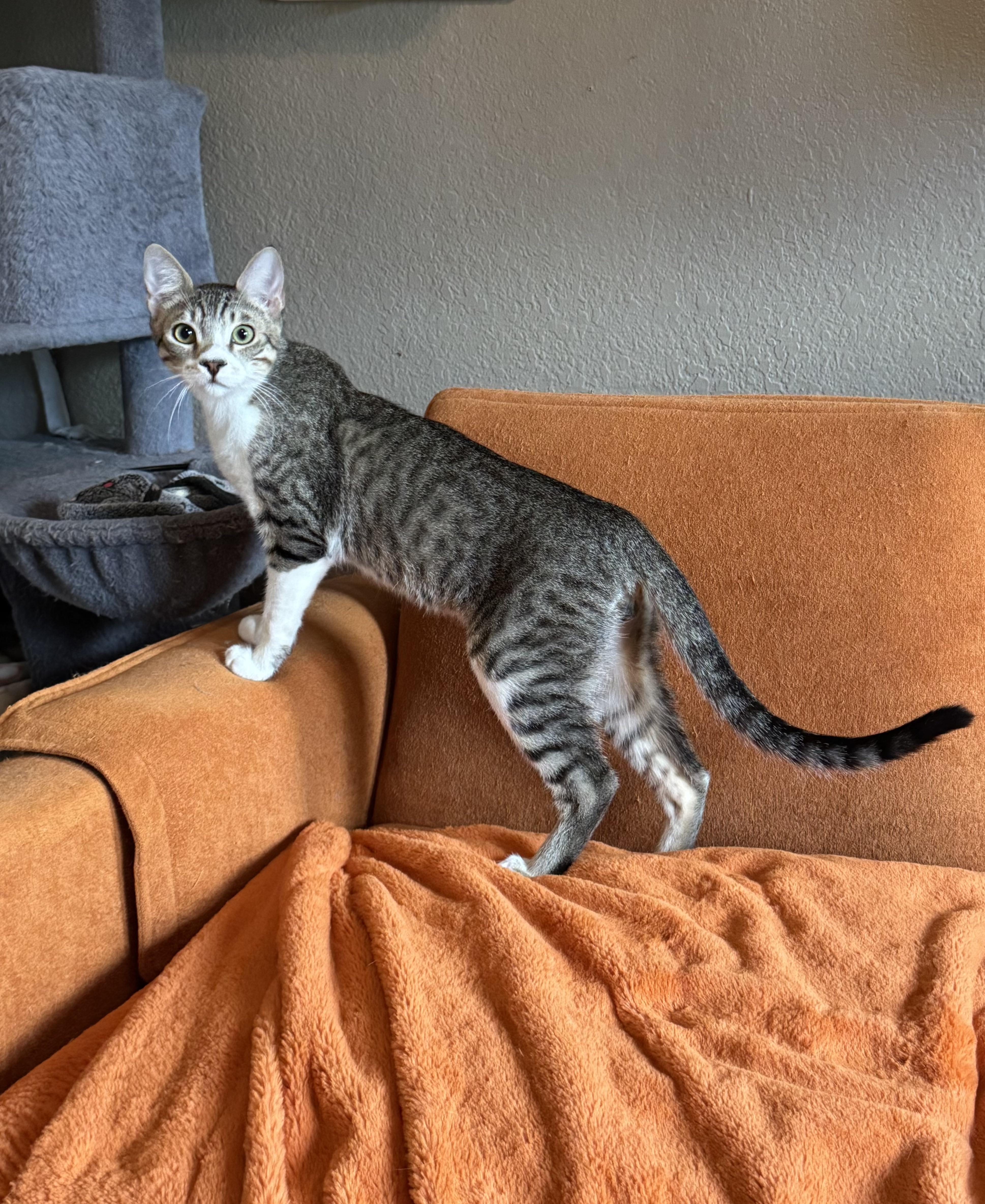 Snoop (Bonded with Buster), a ADOPTABLE American Shorthair in PHOENIX, AZ image 4/5