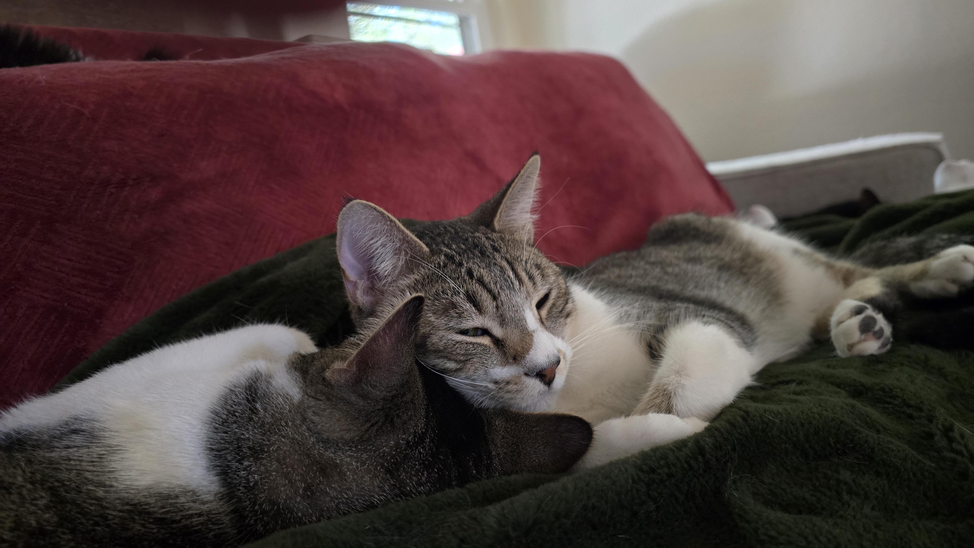 Snoop (Bonded with Buster), a ADOPTABLE American Shorthair in PHOENIX, AZ image 3/5