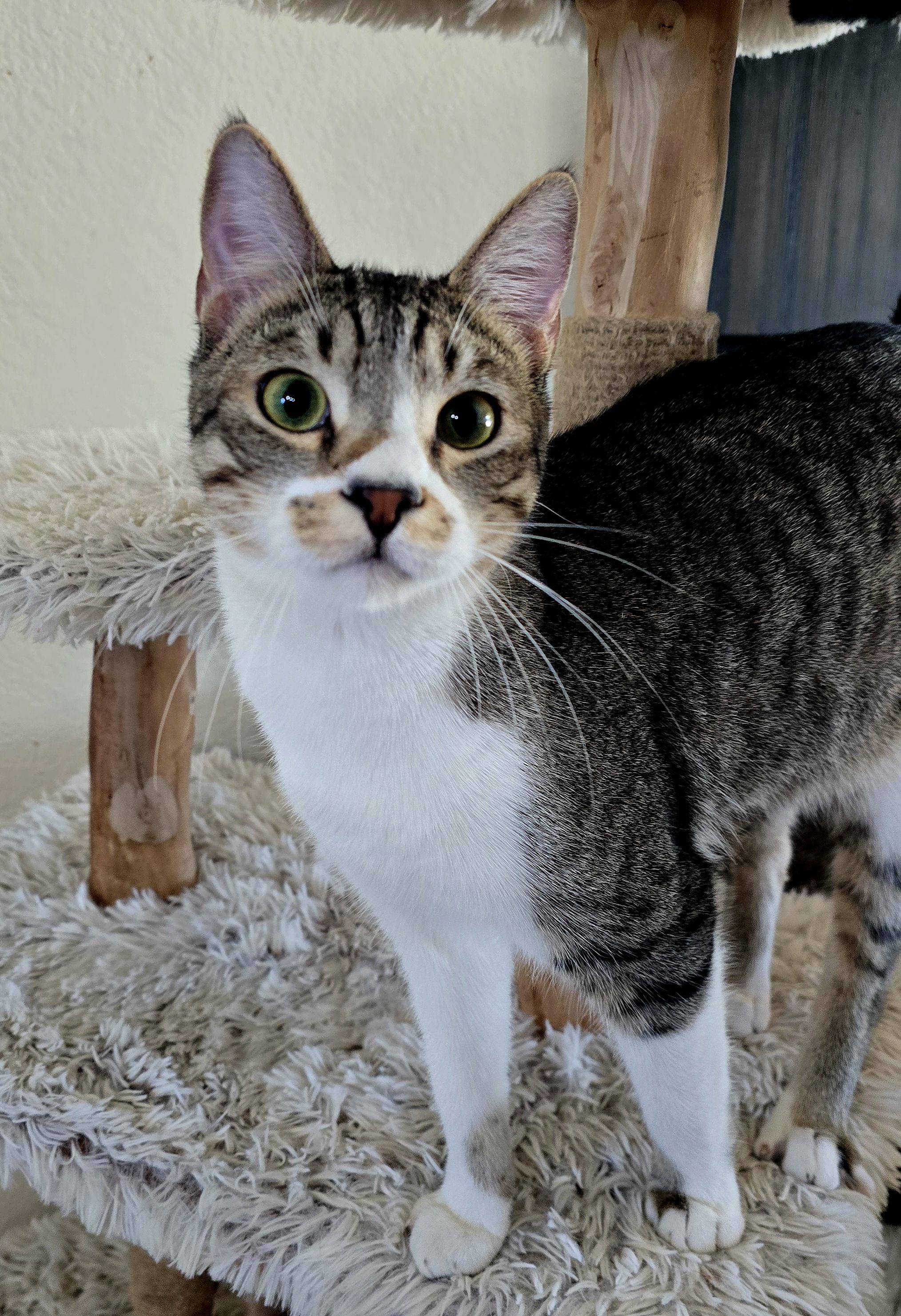 Snoop (Bonded with Buster), a ADOPTABLE American Shorthair in PHOENIX, AZ image 2/5