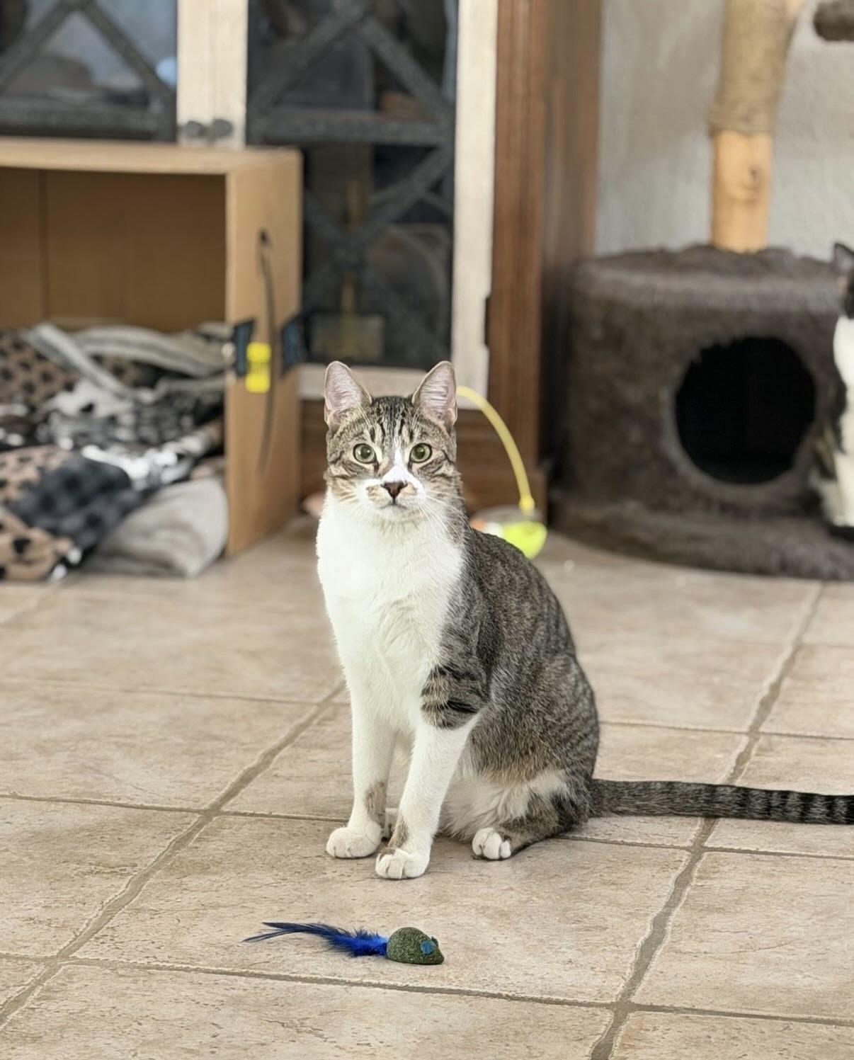 Snoop (Bonded with Buster), ADOPTABLE, Young Male American Shorthair.
