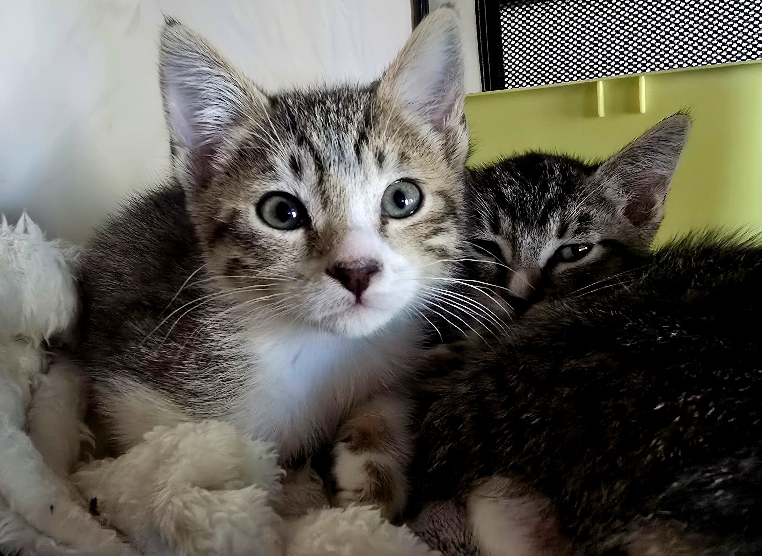 Snoop (Bonded with Buster), a ADOPTABLE American Shorthair in PHOENIX, AZ image 5/5