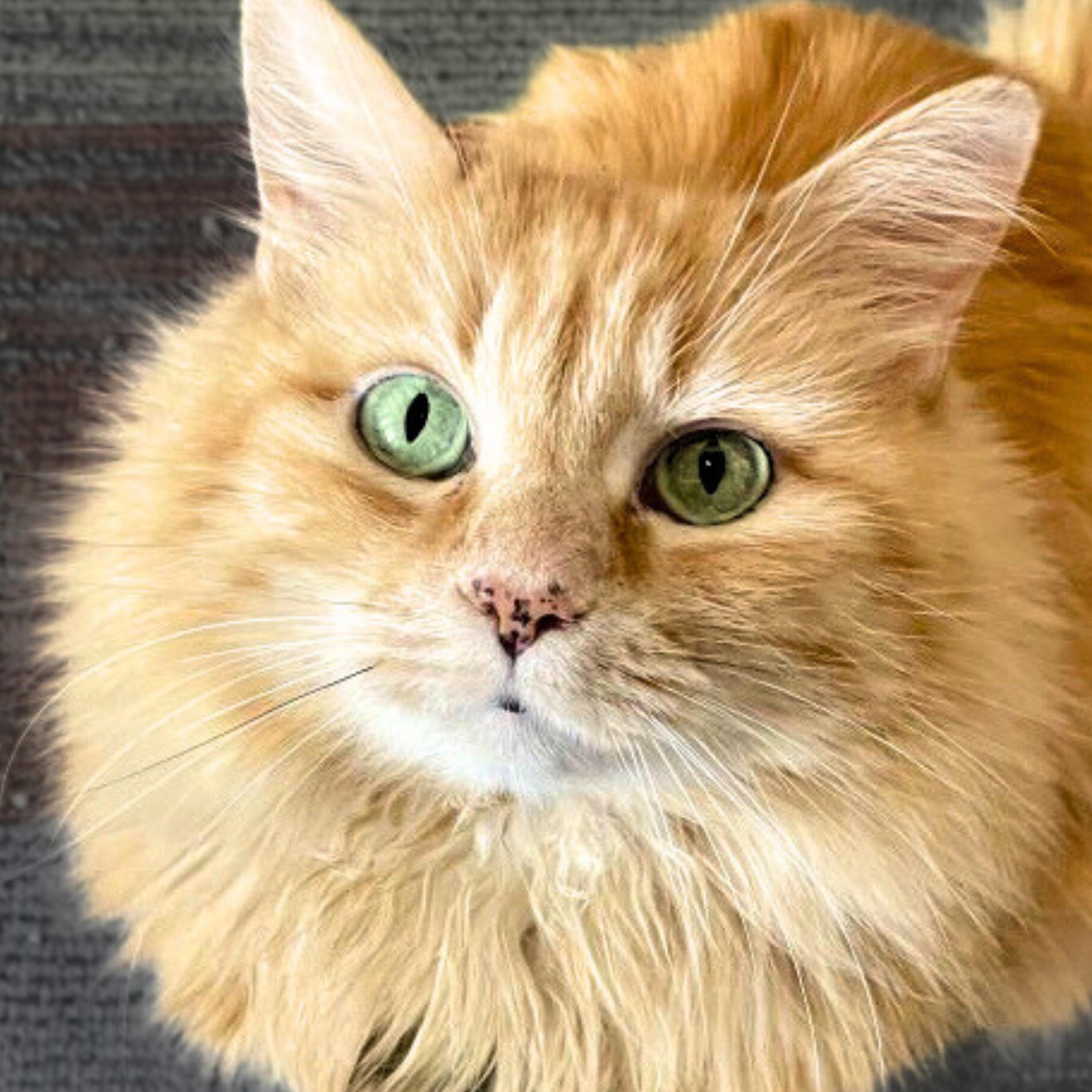 Sophie Sunshine [Permanent Foster], Adoptable, Senior Female Turkish Angora & Domestic Long Hair.