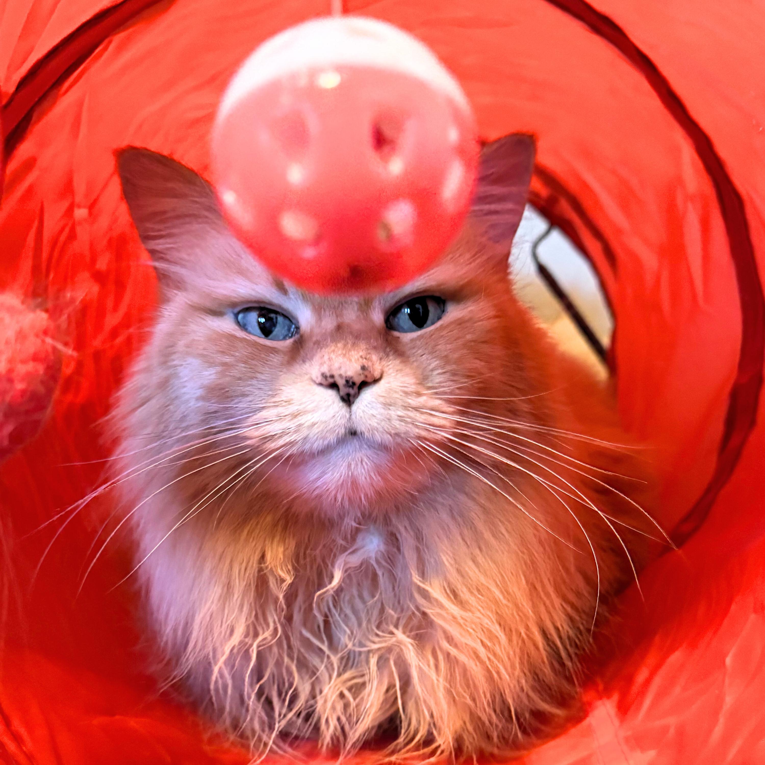 Sophie Sunshine [Permanent Foster] — thumbnail 2