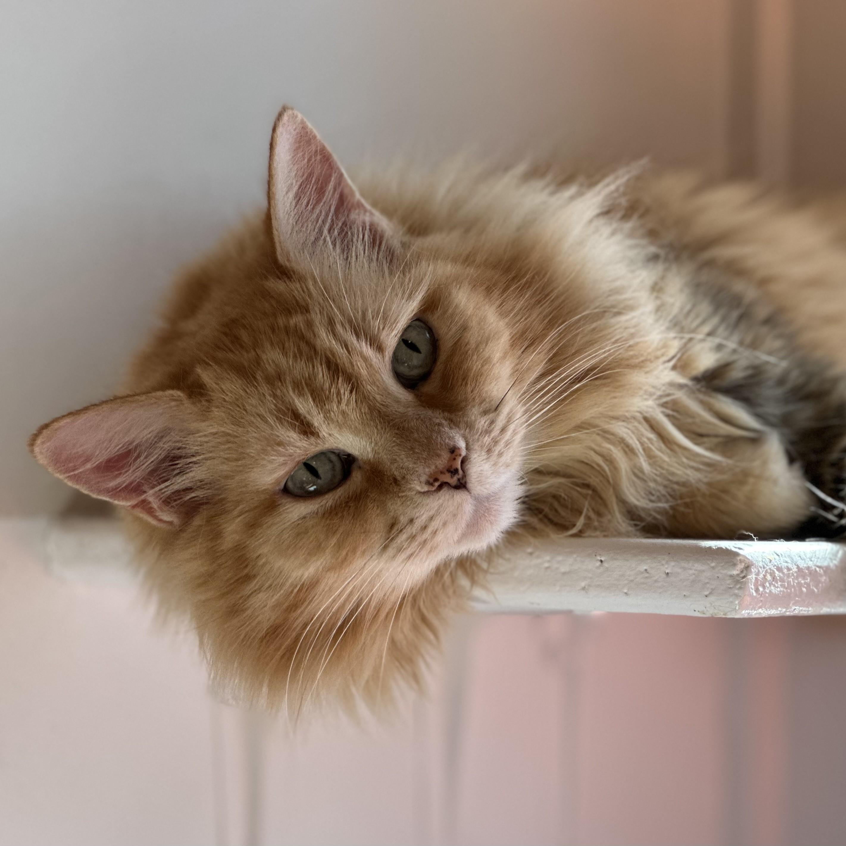 Sophie Sunshine [Permanent Foster] — thumbnail 4