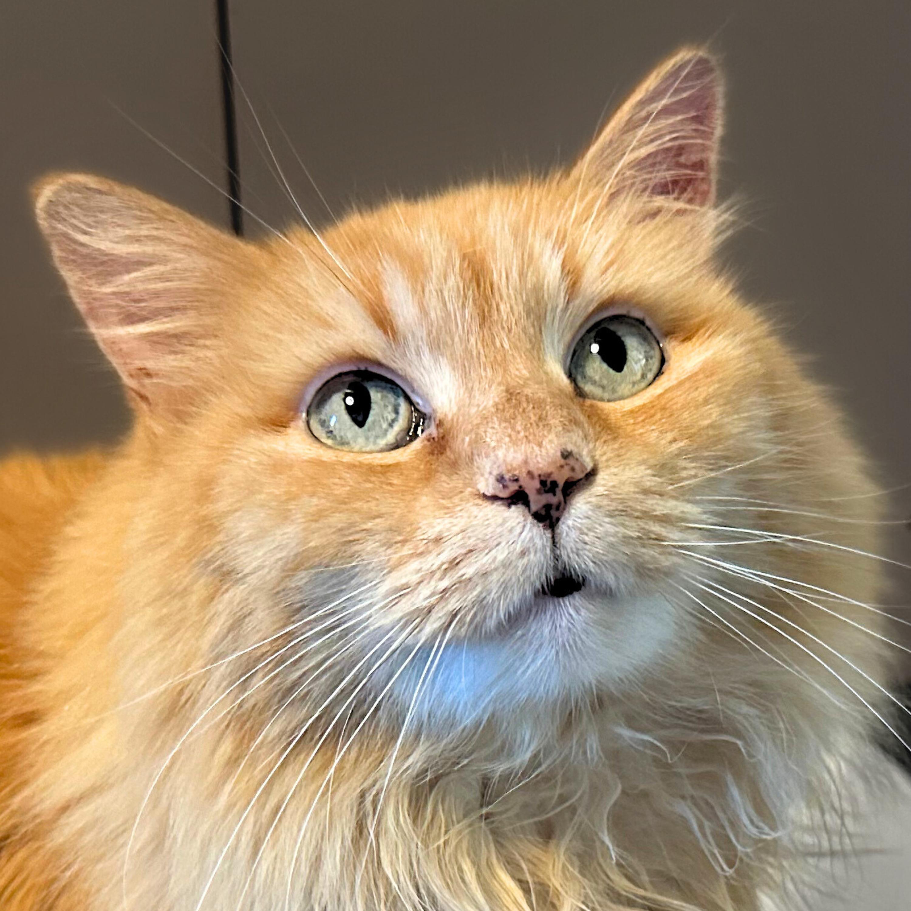 Sophie Sunshine [Permanent Foster] — thumbnail 6