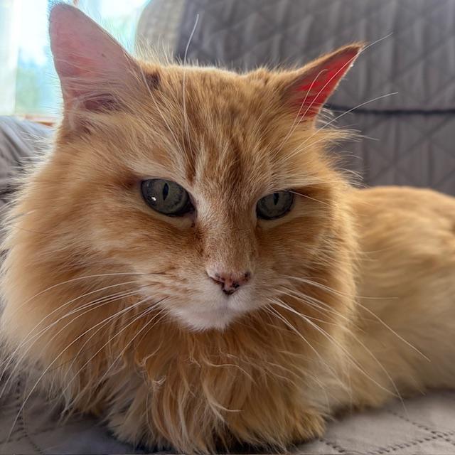 Enlarge Sophie Sunshine [Permanent Foster], a Adoptable mixed breed in Santa Fe, NM image 6/6