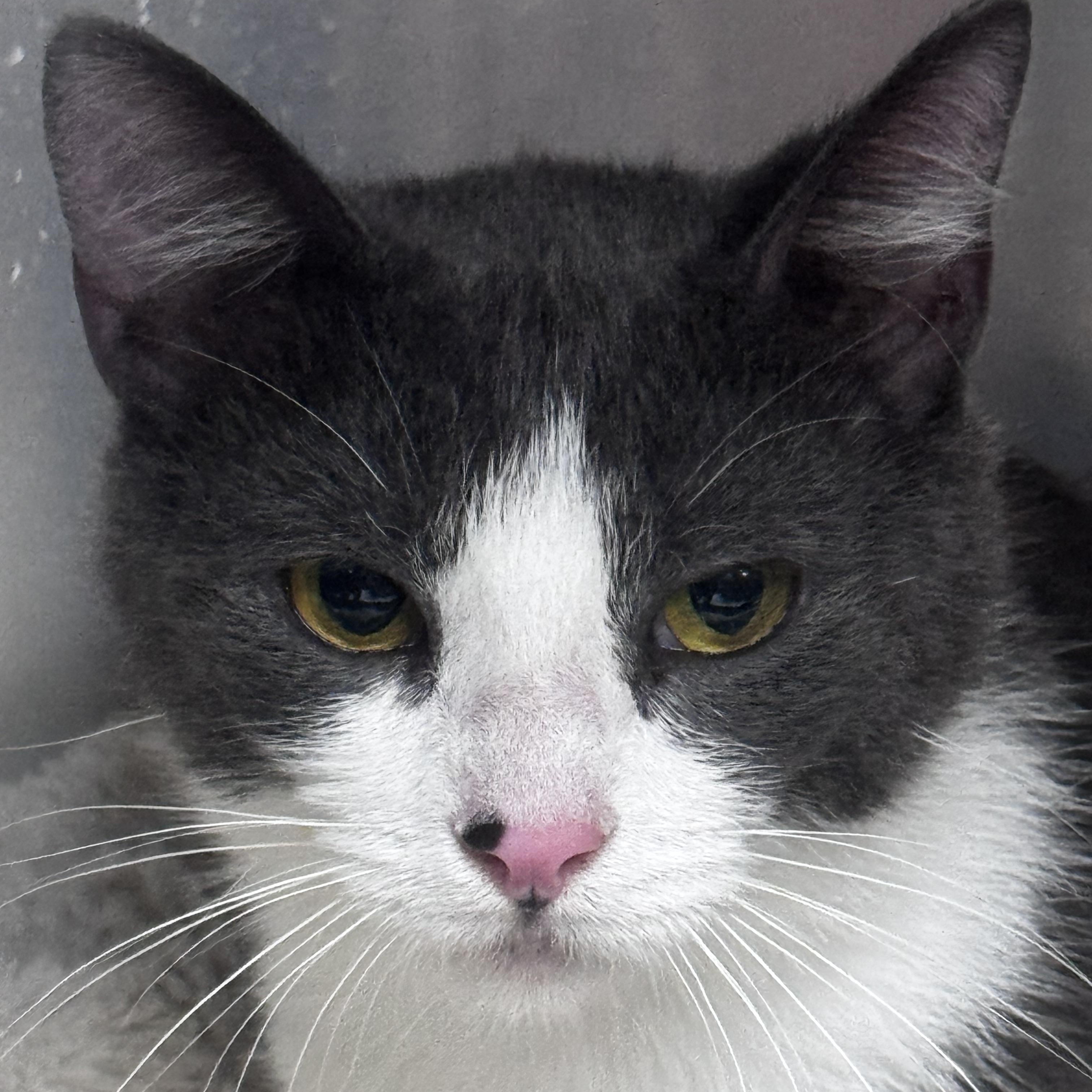 Stephie, a ADOPTABLE Domestic Short Hair in Pottsville, PA image 1/3