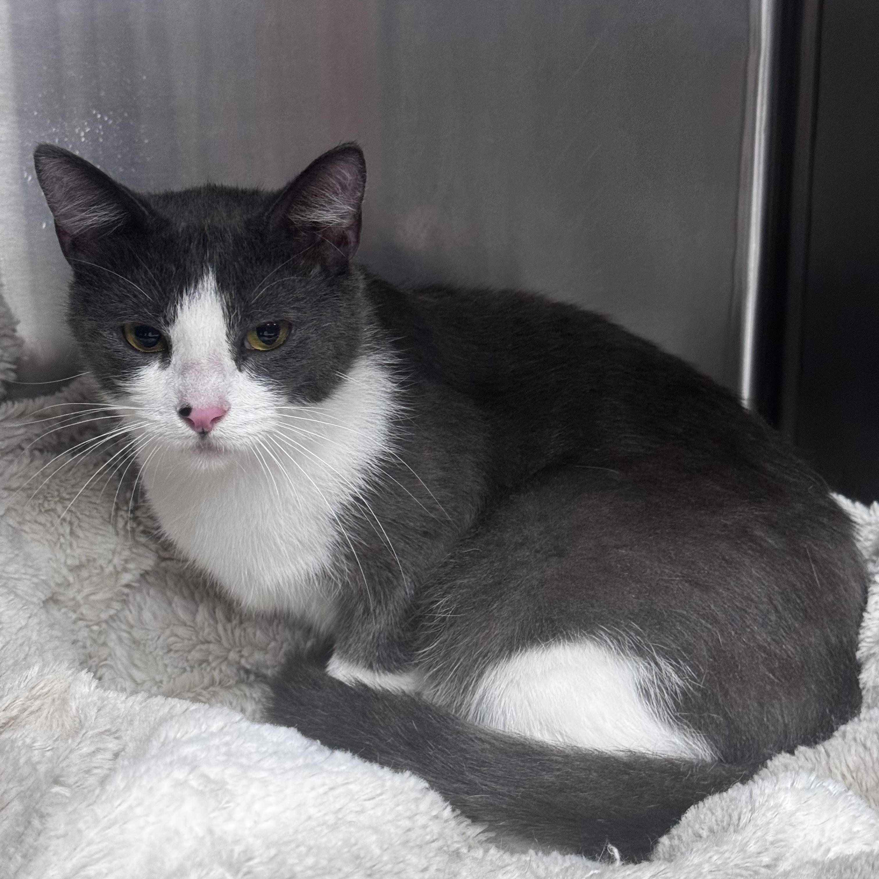 Stephie, a ADOPTABLE Domestic Short Hair in Pottsville, PA image 2/3