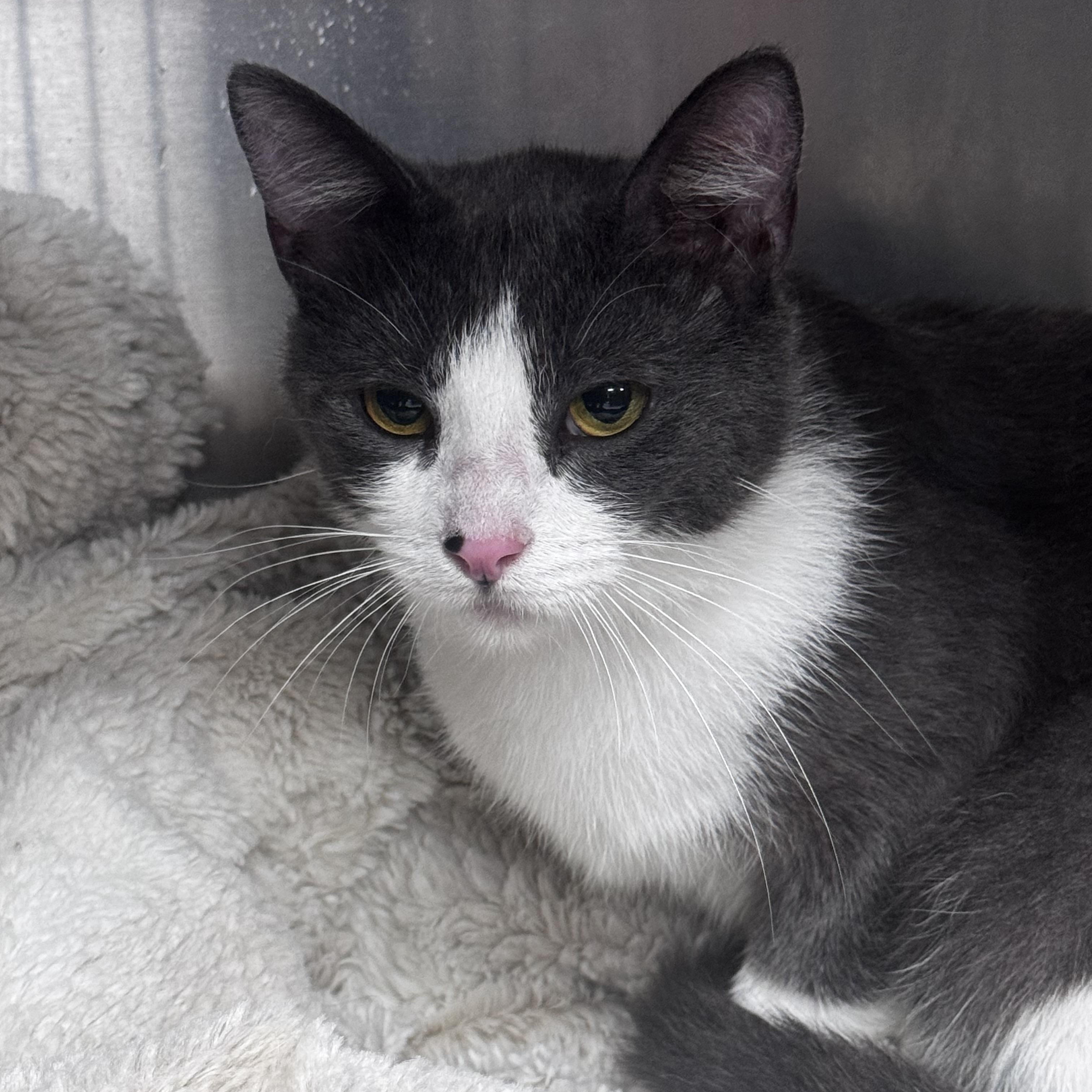 Stephie, a ADOPTABLE Domestic Short Hair in Pottsville, PA image 3/3