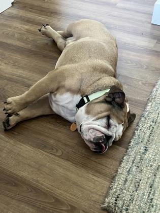 Enlarge EL CHAPO CHURRO, a ADOPTABLE English Bulldog in Bonney Lake, WA image 3/3