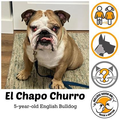 EL CHAPO CHURRO, ADOPTABLE, Adult Male English Bulldog.