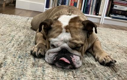 Enlarge EL CHAPO CHURRO, a ADOPTABLE English Bulldog in Bonney Lake, WA image 2/3