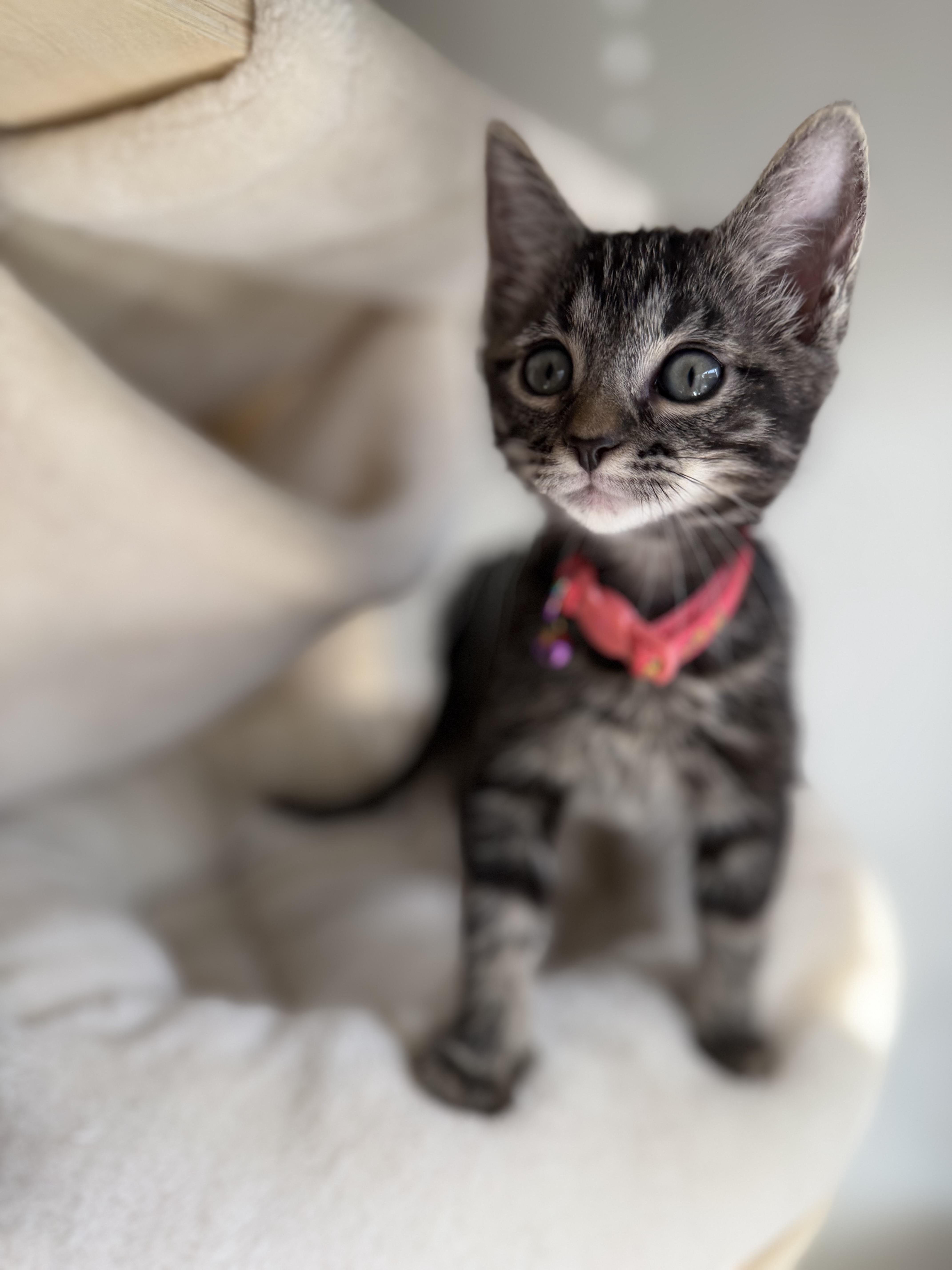 Smokey, Adoptable, Kitten Female Domestic Short Hair.