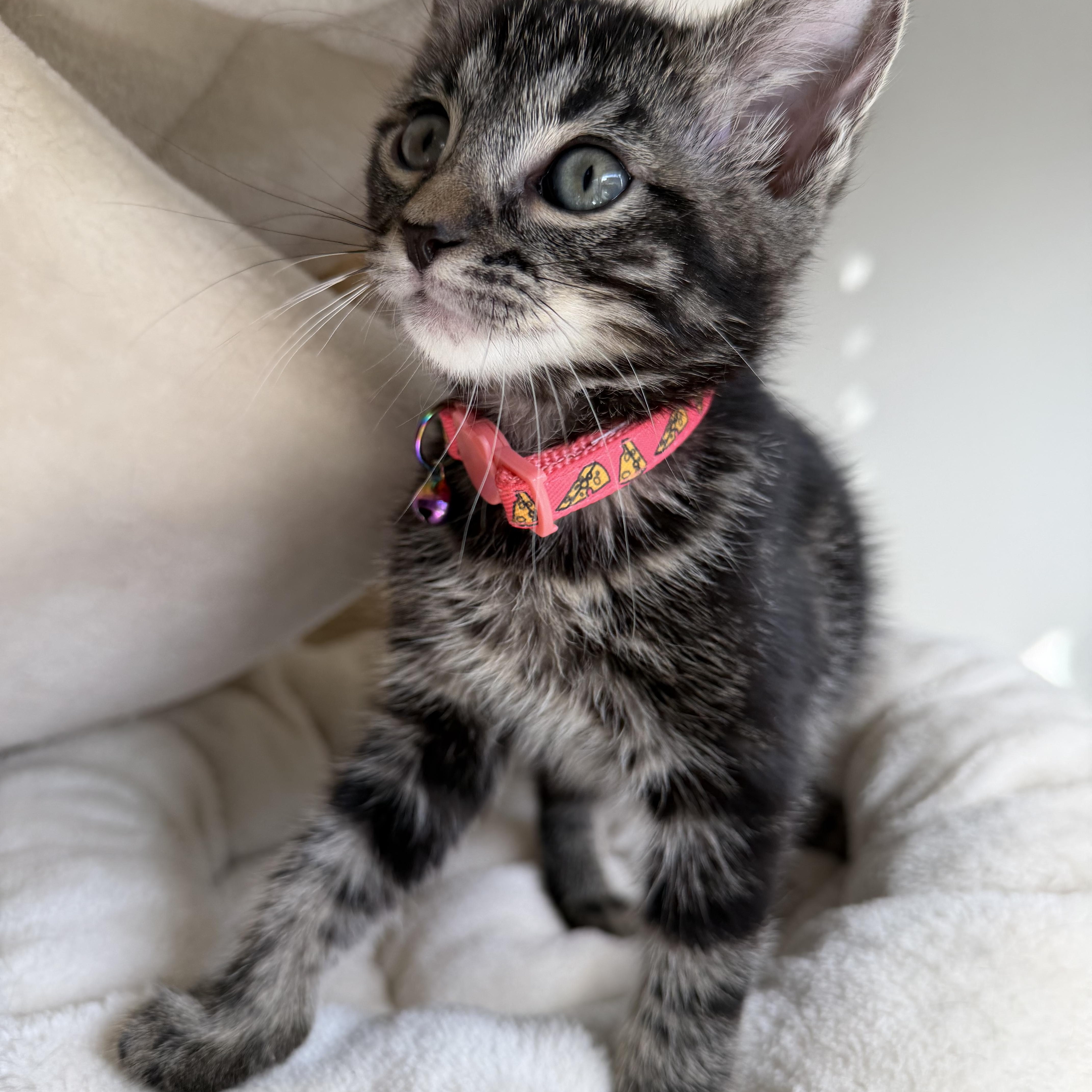Enlarge Smokey, a Adoptable Domestic Short Hair in Washington, DC image 3/4