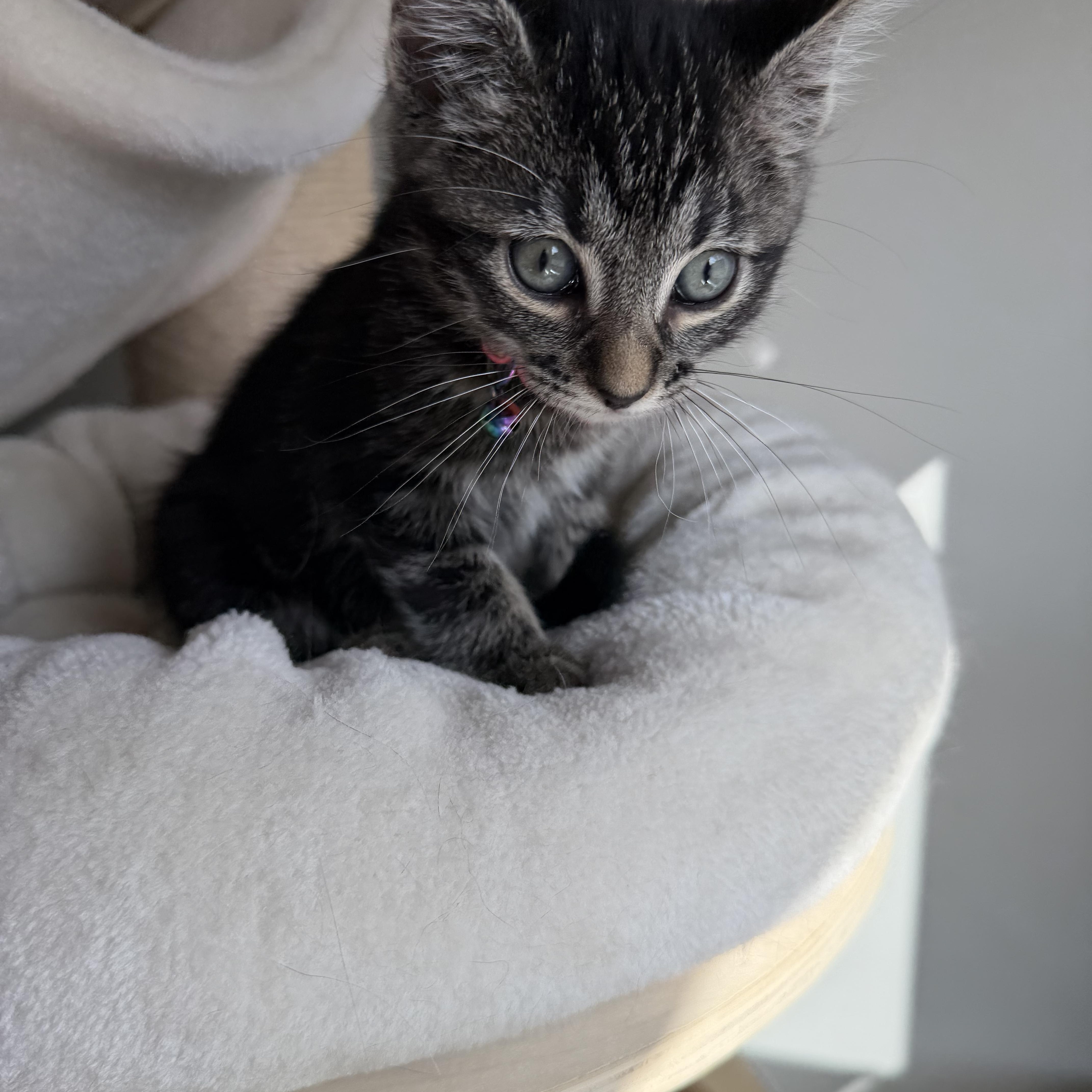 Enlarge Smokey, a Adoptable Domestic Short Hair in Washington, DC image 2/4