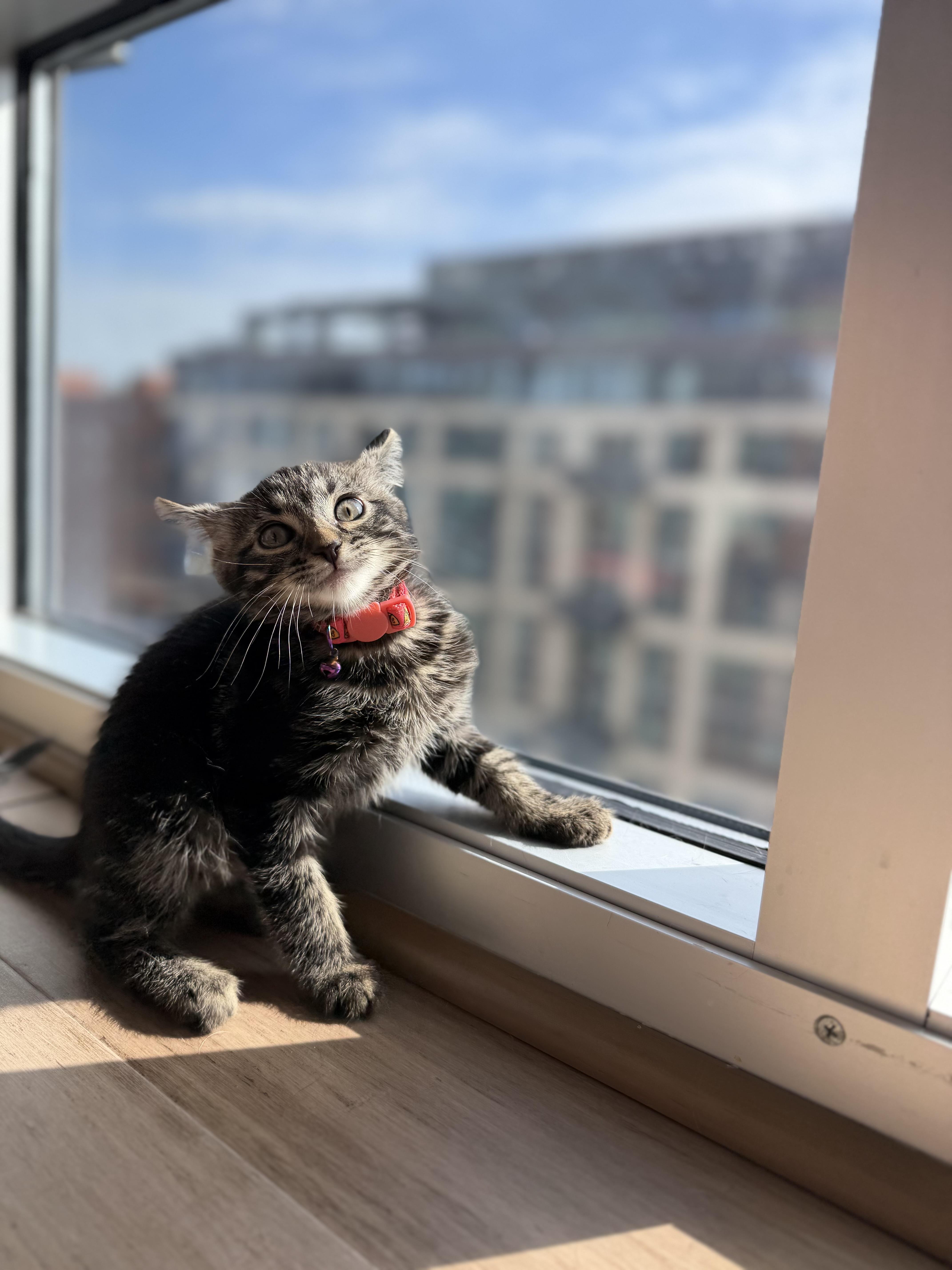 Enlarge Smokey, a Adoptable Domestic Short Hair in Washington, DC image 4/4