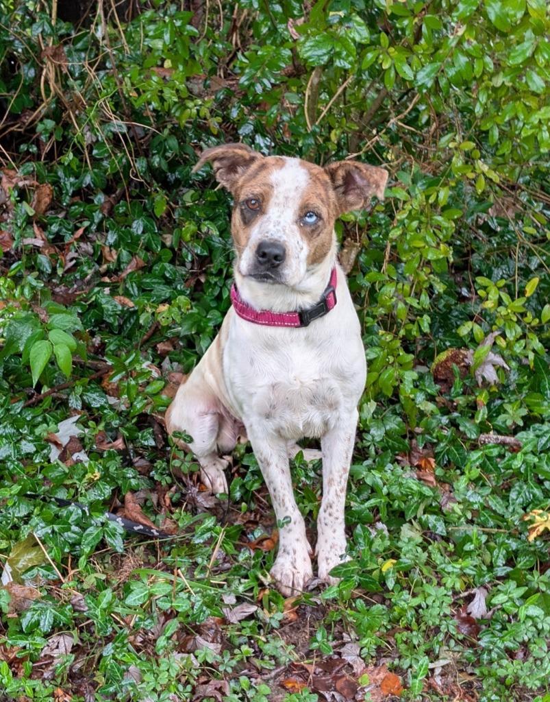 Moon, Adopted, Young Female Catahoula Leopard Dog.