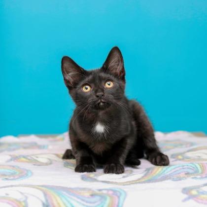 Enlarge Rosie, a Adoptable mixed breed in Parma, OH image 1/1