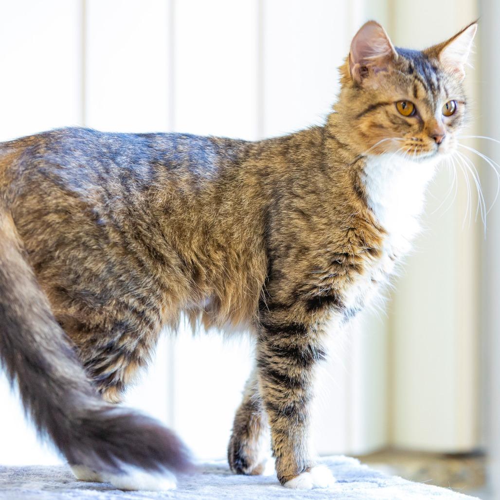 Amber, Adoptable, Adult Female Domestic Long Hair.