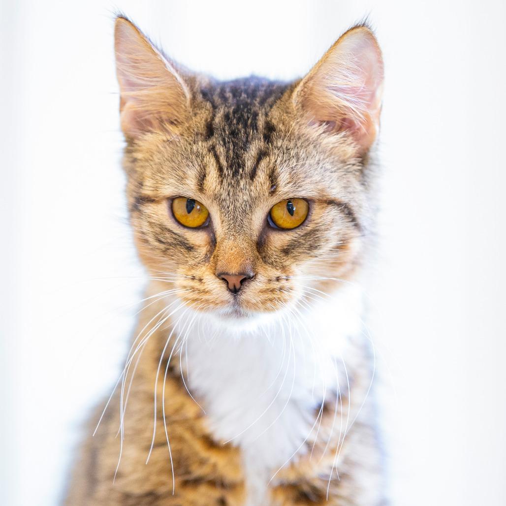 Enlarge Amber, a Adoptable Domestic Long Hair in Cartersville, GA image 2/4