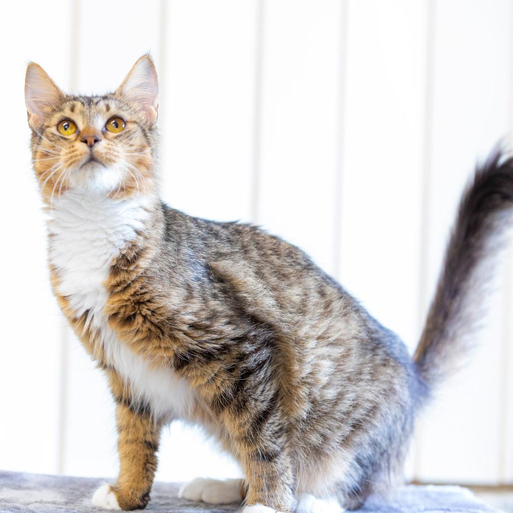 Enlarge Amber, a Adoptable Domestic Long Hair in Cartersville, GA image 3/4
