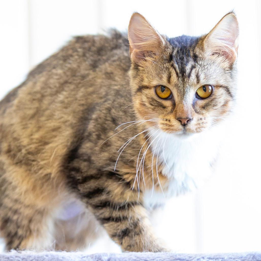 Enlarge Amber, a Adoptable Domestic Long Hair in Cartersville, GA image 4/4