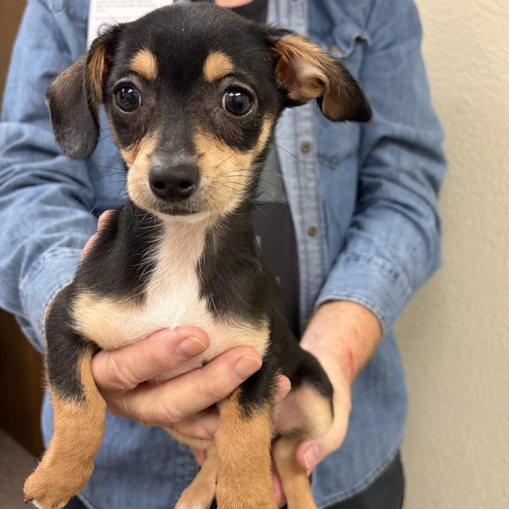 China C-34336, Adoptable, Puppy Female Chihuahua.