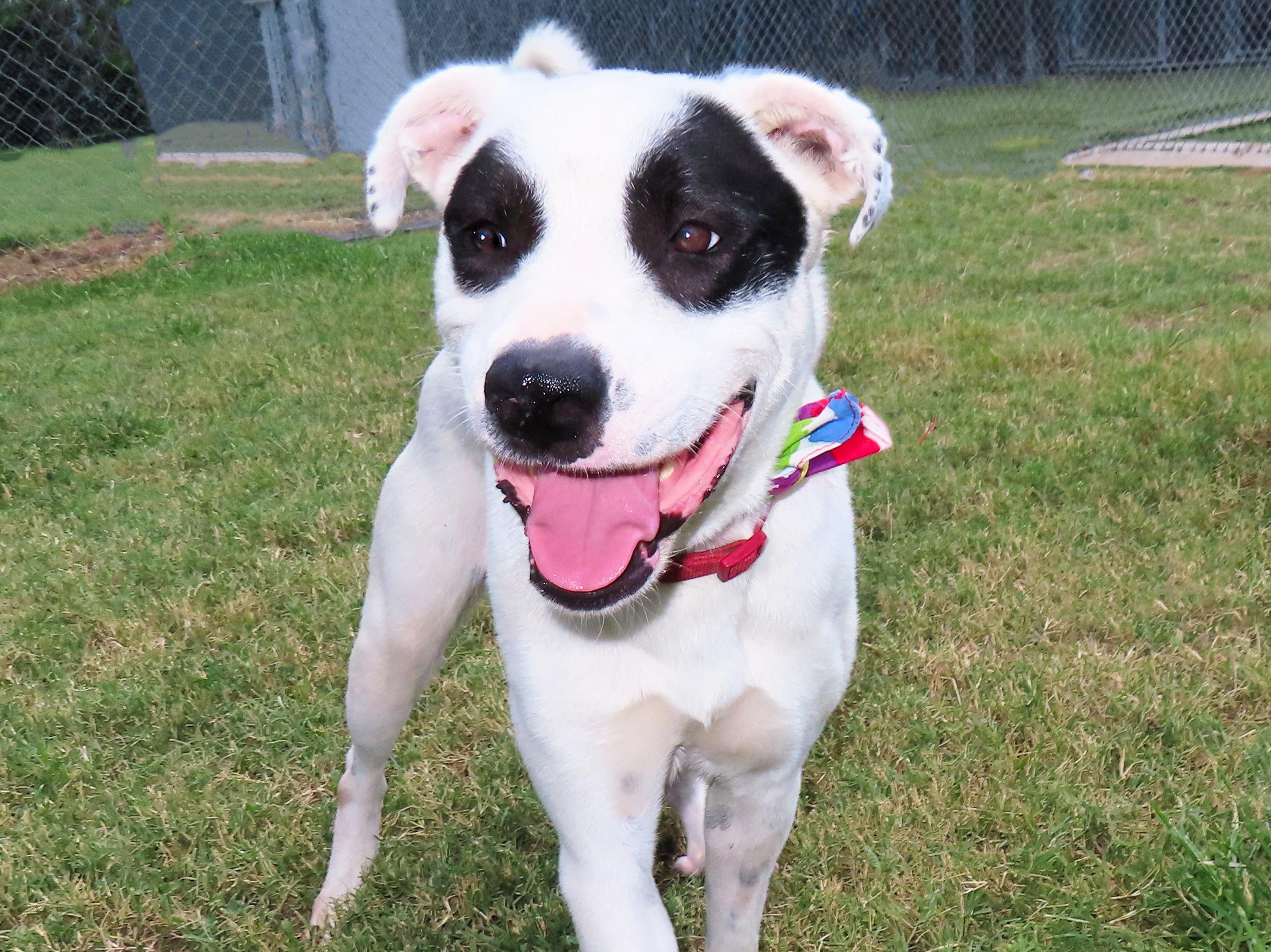 Black Eyed Susan 25C-201, a Adoptable mixed breed in Rogers, AR image 1/5