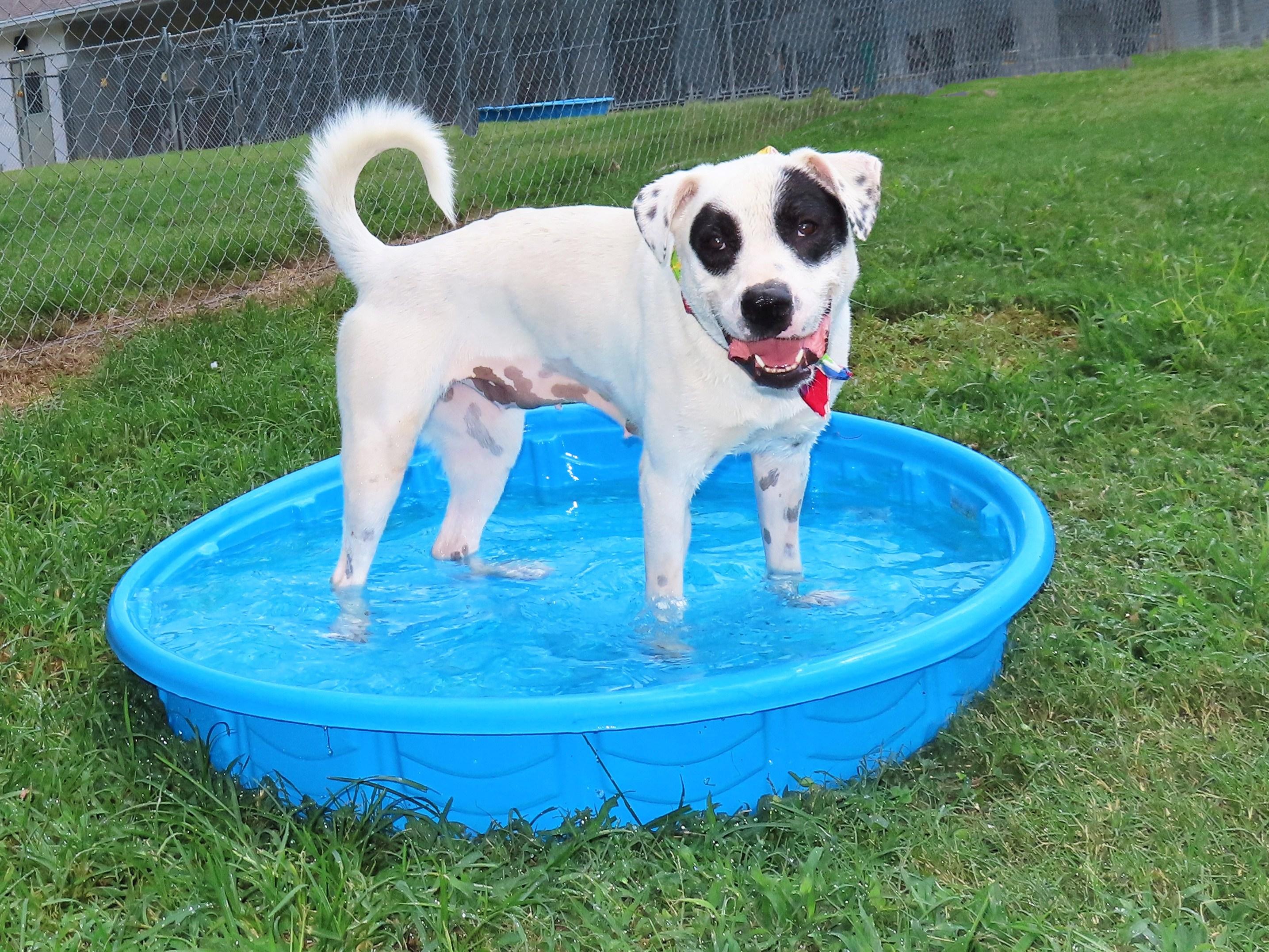 Black Eyed Susan 25C-201, a Adoptable mixed breed in Rogers, AR image 2/5