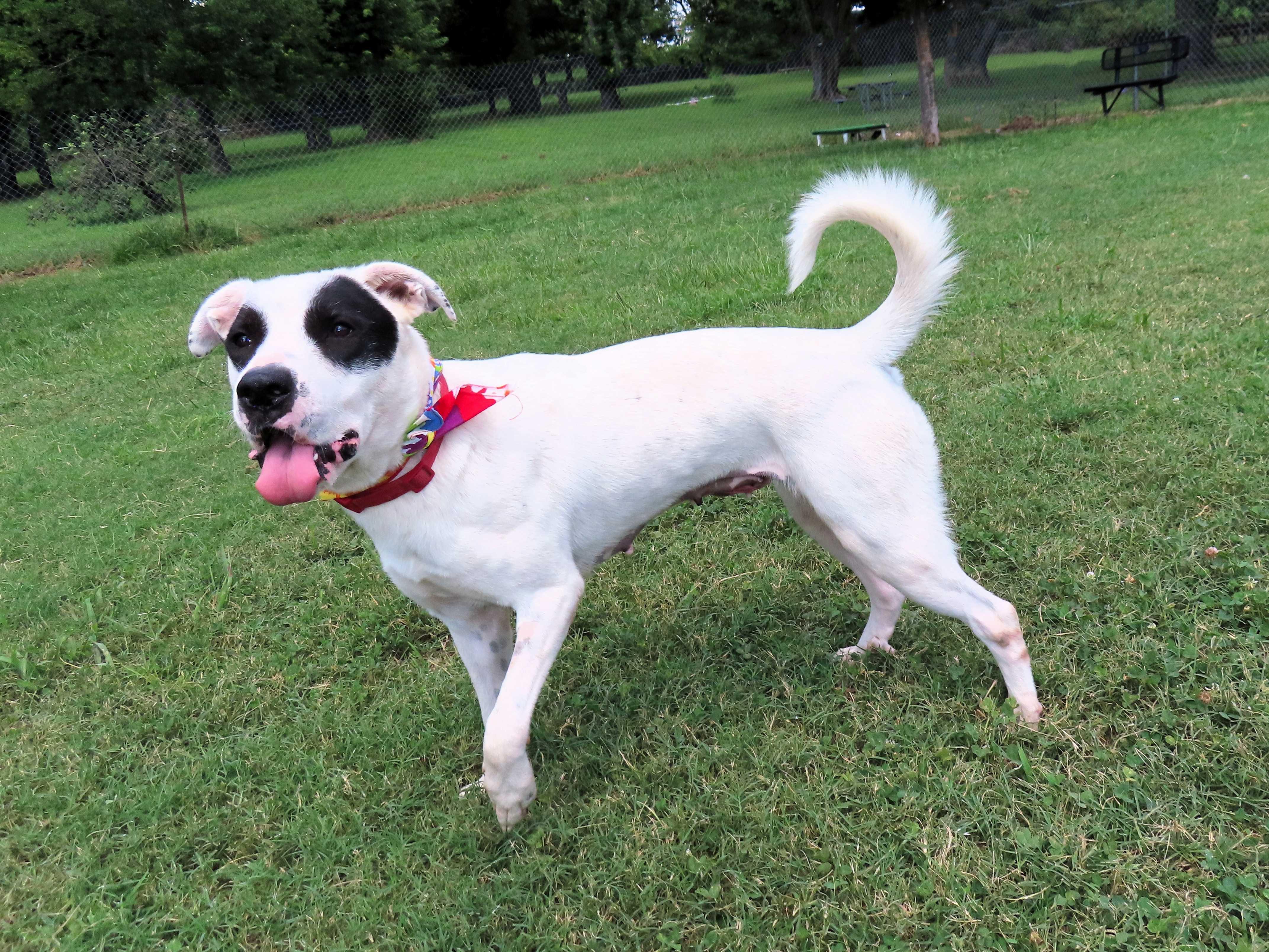 Black Eyed Susan 25C-201, a Adoptable mixed breed in Rogers, AR image 3/5